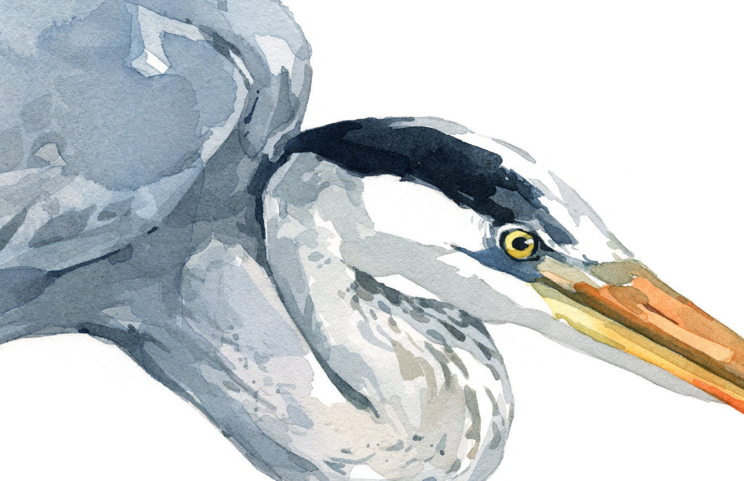 Great Blue Heron Watercolor Study Print, Coastal Bird Wall Art