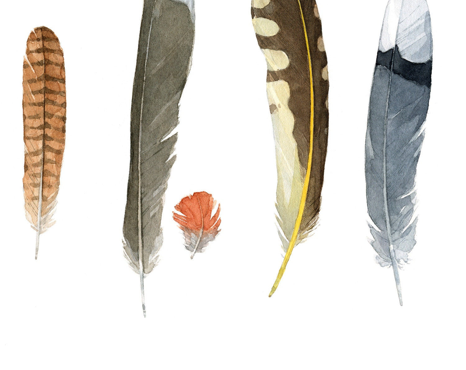 hawk feather drawing