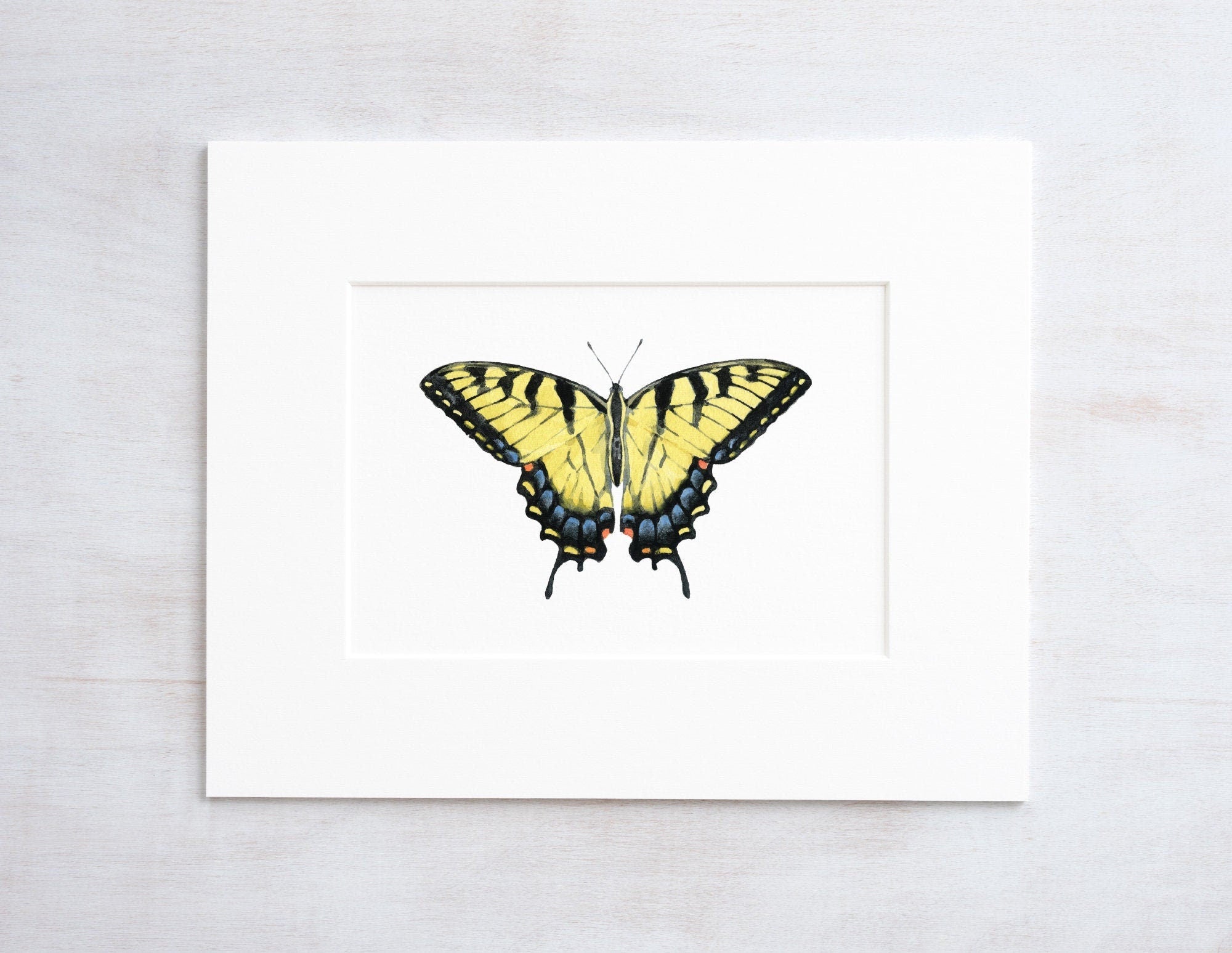 Swallowtail Butterfly Watercolor Print, Eastern Tiger Swallowtail
